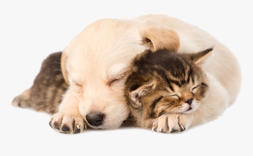 Puppy Kitten Png - Golden Retriever Puppy Kitten, Transparent Png, Free Download