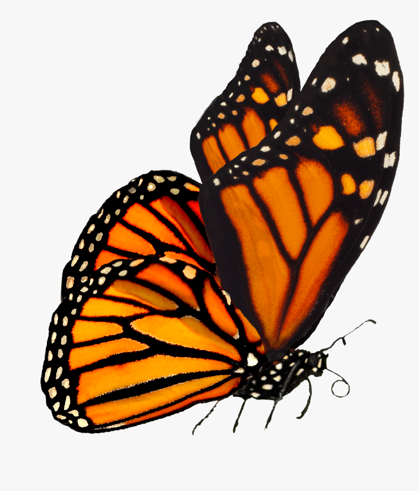 Largest Collection Of Free To Edit Monarch Butterflies - Monarch Butterfly Transparent Background, HD Png Download, Free Download