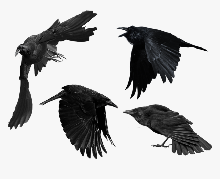 Crow Png Picture - Crow Flying Transparent Background, Png Download, Free Download