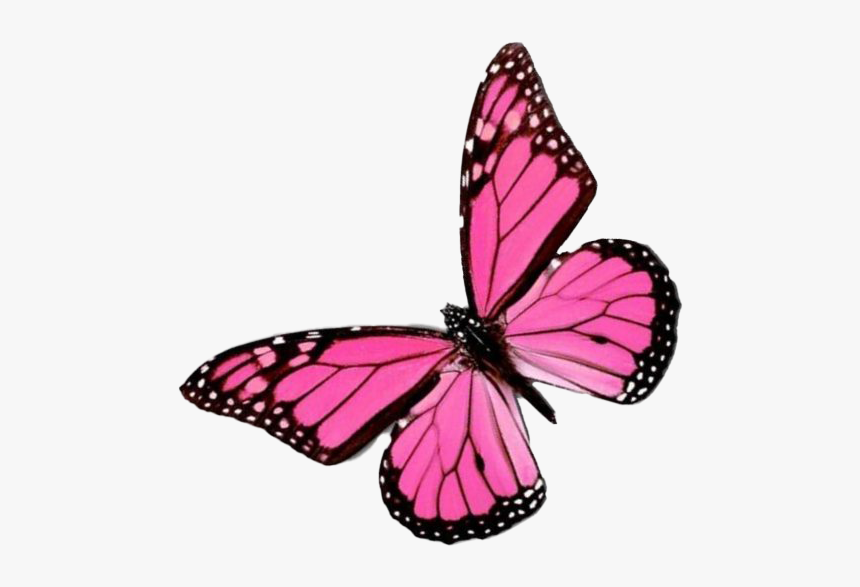 Flying Pink Butterfly Png Image Background - Pink Butterfly Transparent Background, Png Download, Free Download