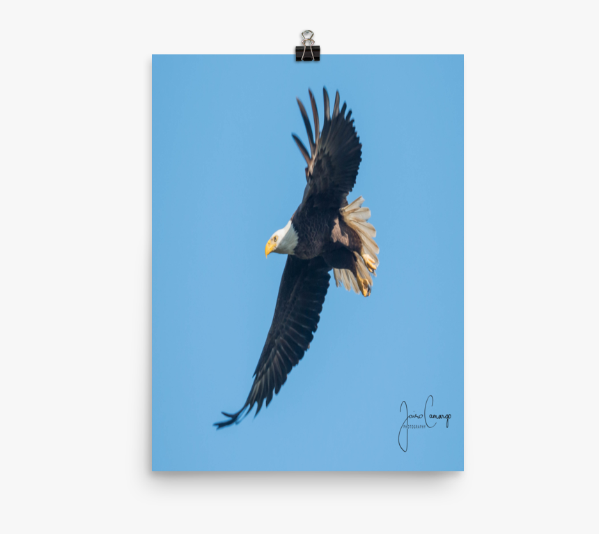 Bald Eagle, HD Png Download, Free Download