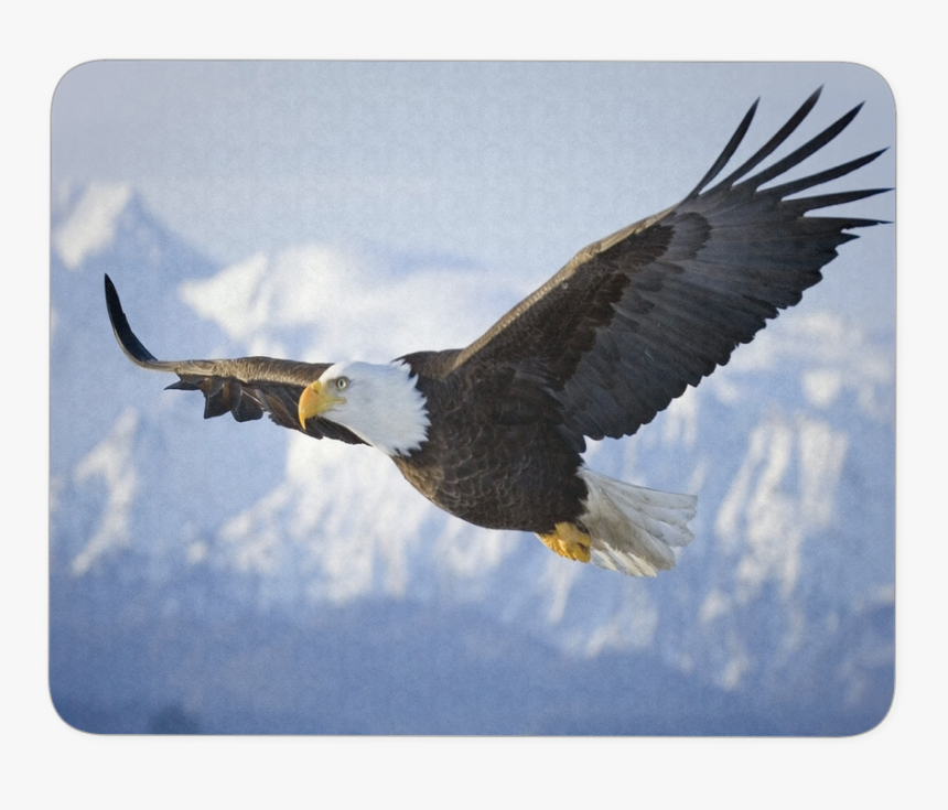 Eagle Flying Over Snowy Mountains, HD Png Download, Free Download