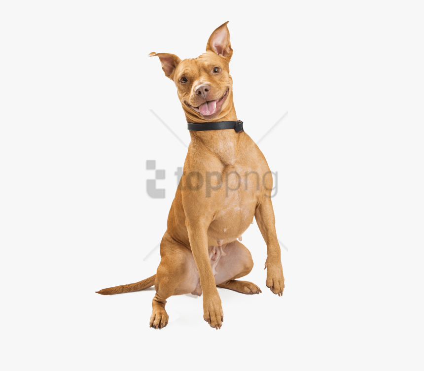 Free Png Download Smiling Dog Png Images Background - Dog Smiling Png Transparent, Png Download, Free Download
