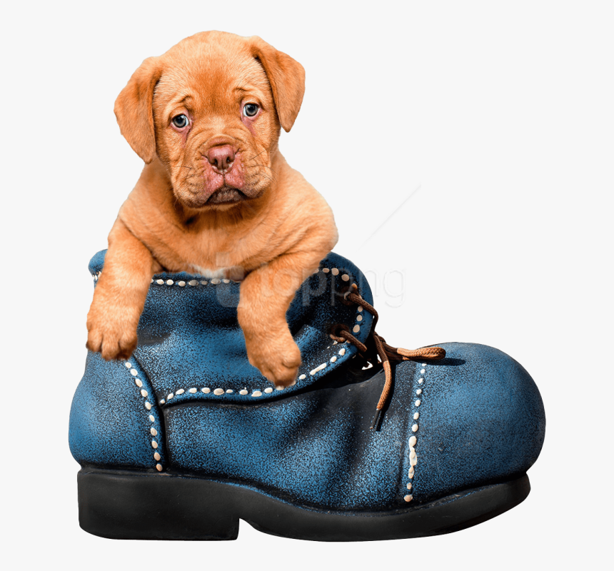 Free Png Download Cute Puppies Png Png Images Background - Transparent Background Cute Animal Png, Png Download, Free Download
