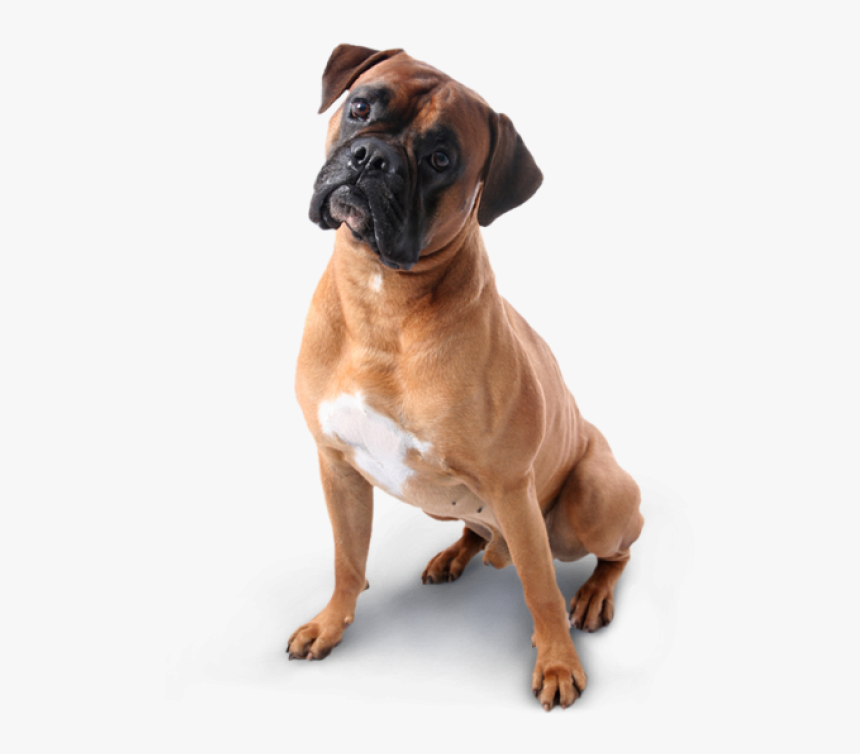 Dog Png Image Free - Boxer Dog, Transparent Png, Free Download