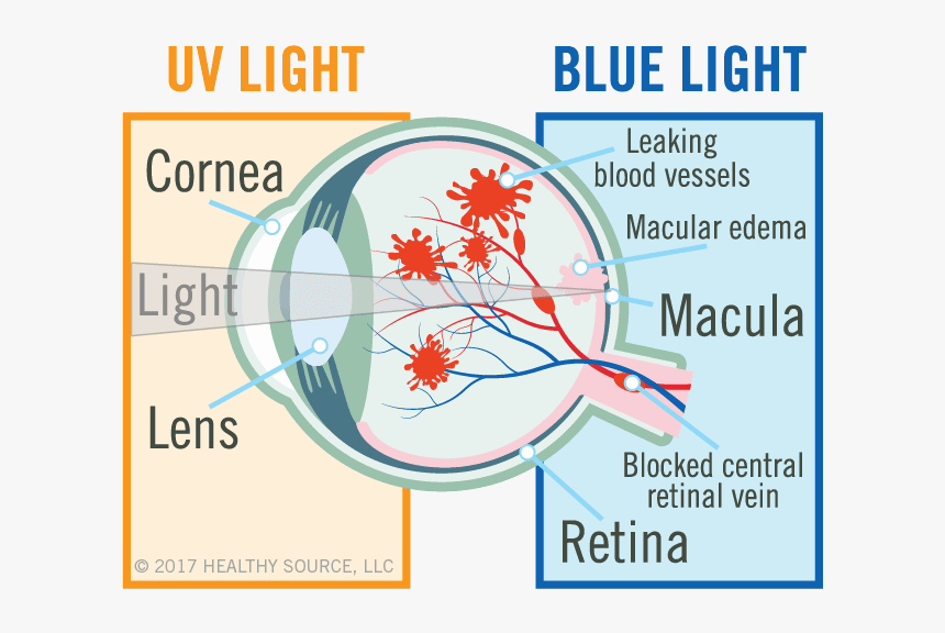 Diagram Of Eye Shows Cornea, Lens, Macula And Retina, - Uv Oxidative Stress Macular, HD Png Download, Free Download