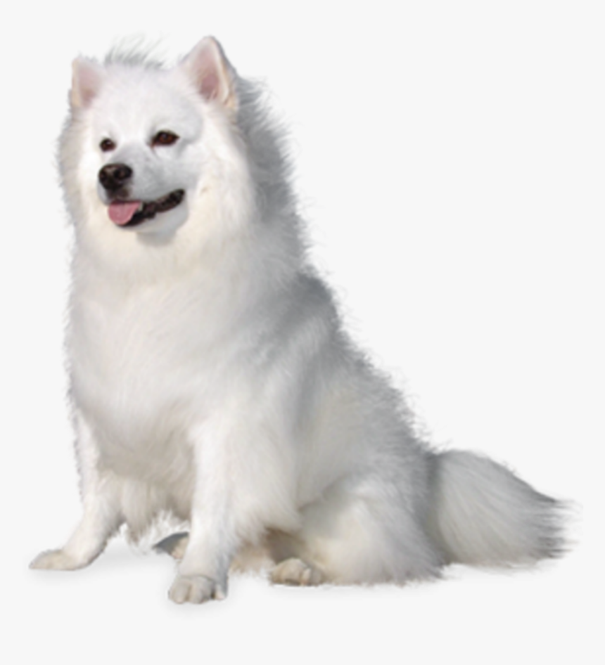 #beautiful #white #fluffy #puppy #dog #cute #animal - American Eskimo Dog White Background, HD Png Download, Free Download