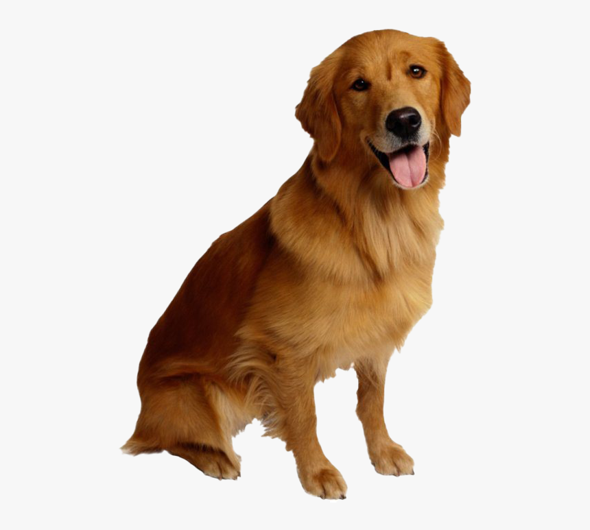 Golden Retriever Dog - Dog Image Transparent Background, HD Png Download, Free Download
