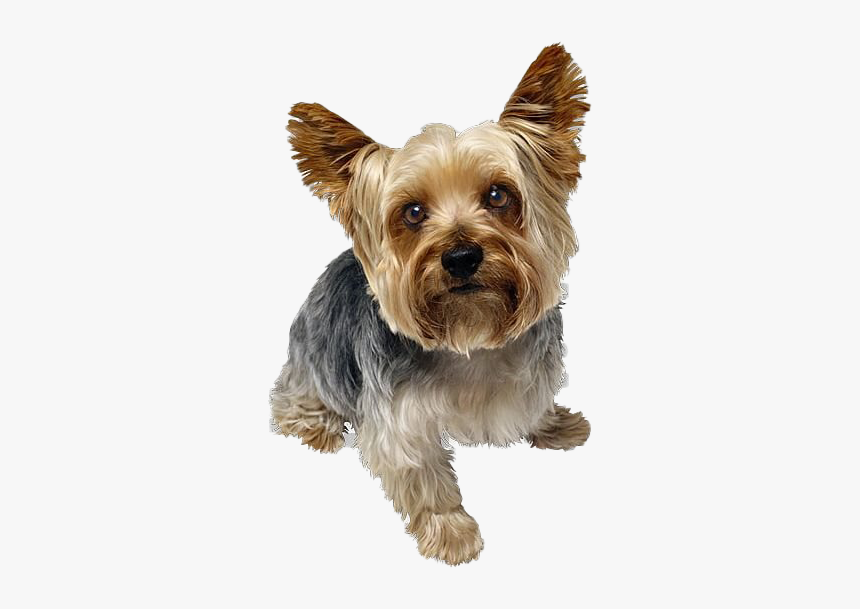 Cute Yorkshire Terrier Dog Png Image - Yorkshire Terrier Png, Transparent Png, Free Download