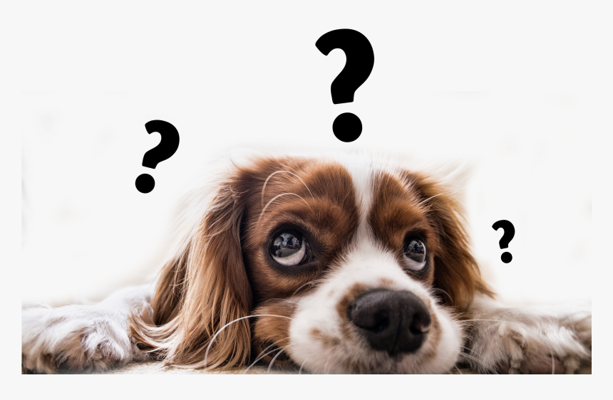 1920 X 1279 - Confused Dog Png, Transparent Png, Free Download