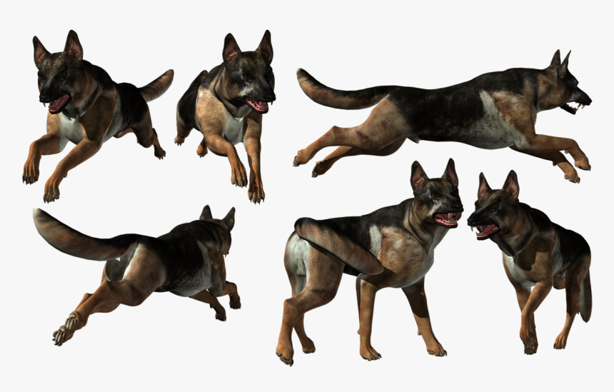 German Shepherd Png - Old German Shepherd Dog, Transparent Png, Free Download