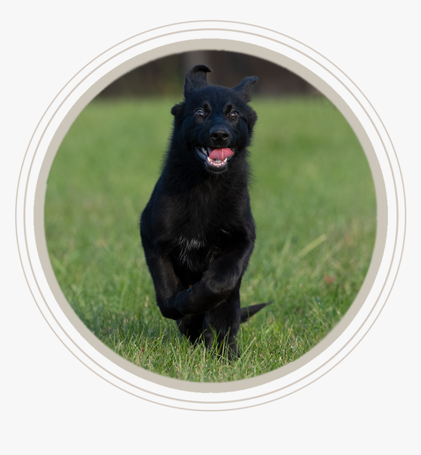 Schipperke, HD Png Download, Free Download