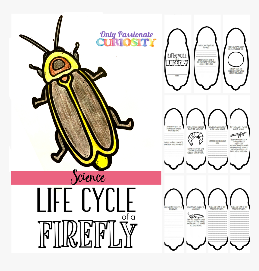 Life Cycle Of Firefly, HD Png Download, Free Download
