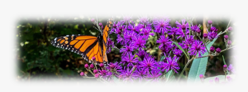 Butterfly 4 - Monarch Butterfly, HD Png Download, Free Download