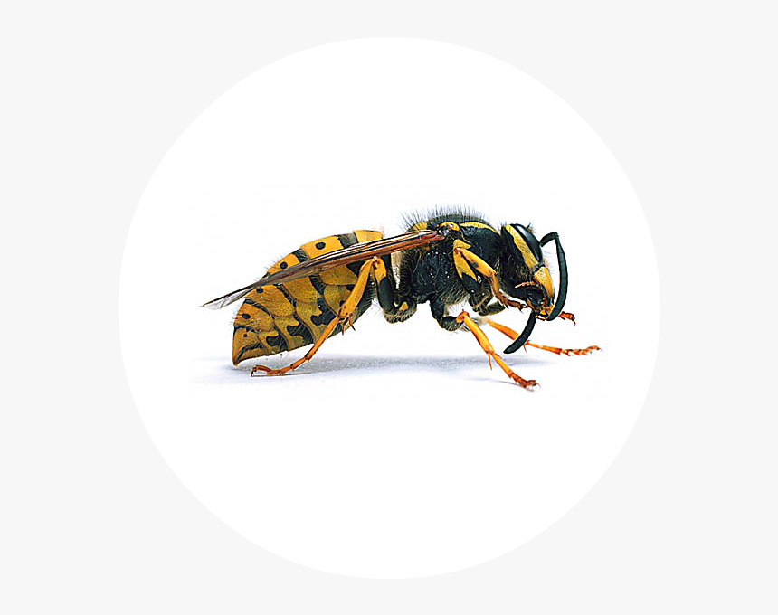 Wasps And Hornets, HD Png Download, Free Download