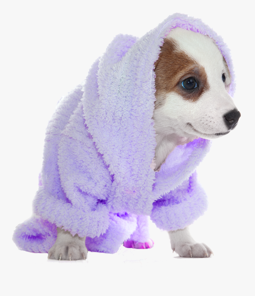 Dog Bath Png, Transparent Png, Free Download