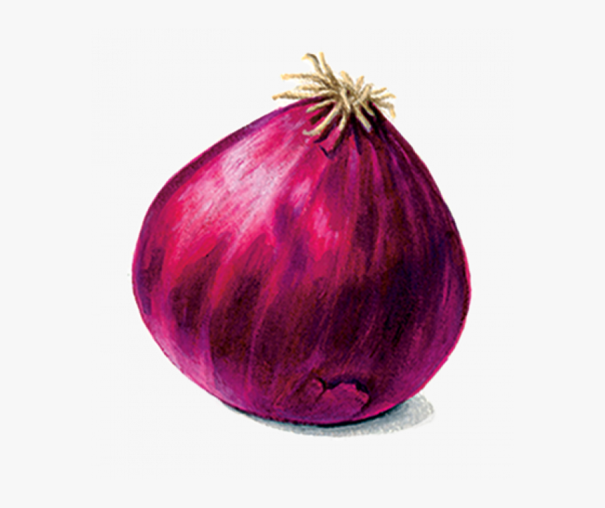 Red Onion, HD Png Download, Free Download