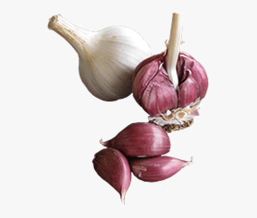 Garlic Free Png Image Download - Red Garlic Png, Transparent Png, Free Download