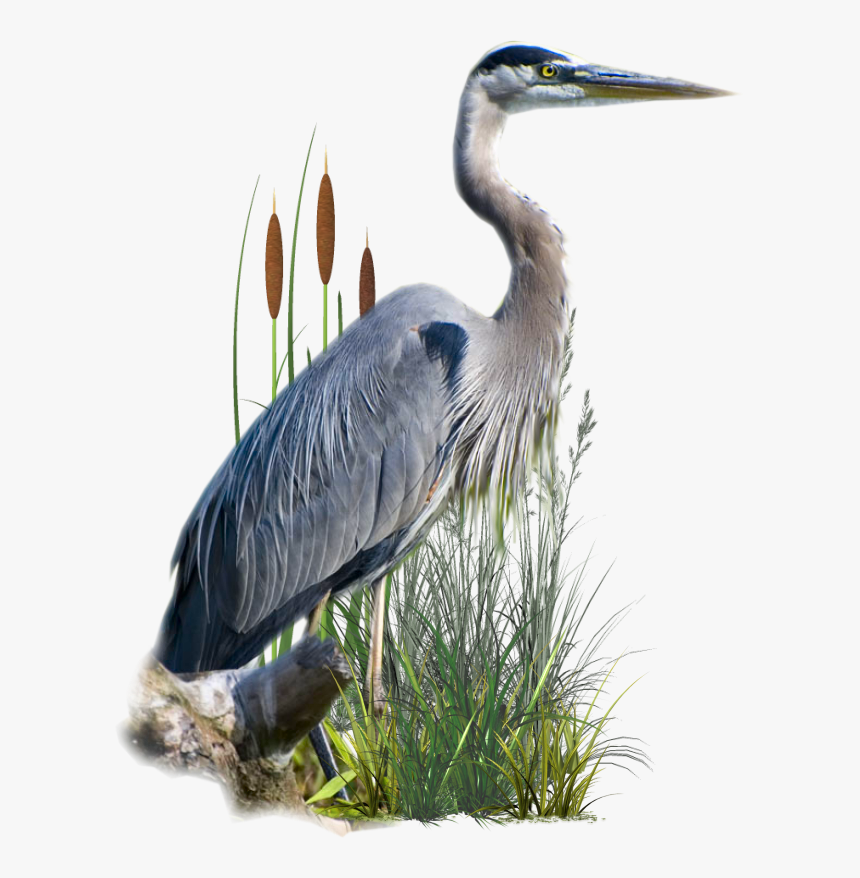 Great Blue Heron, HD Png Download, Free Download