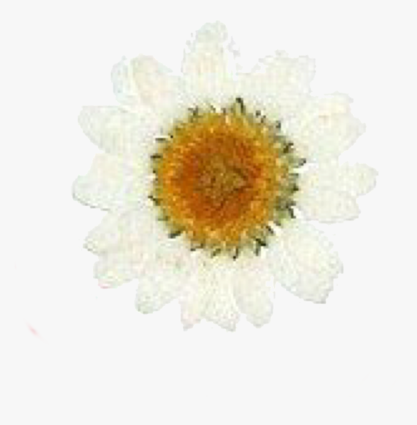 Image - Chrysanths, HD Png Download, Free Download