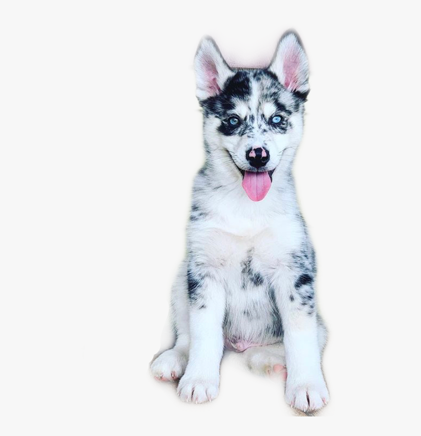 Logan Paul Dog Husky