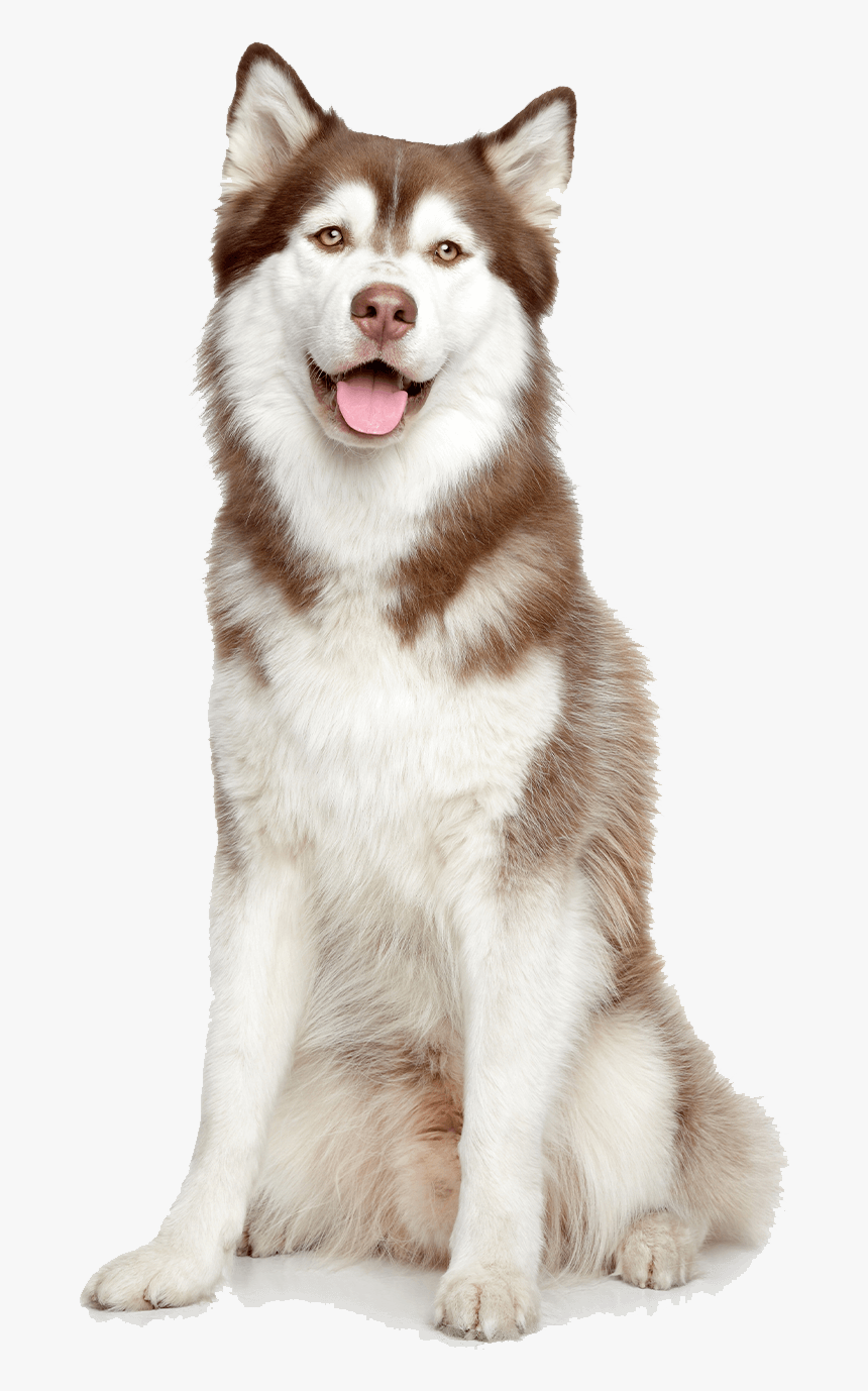 Husky Puppy Png, Transparent Png, Free Download