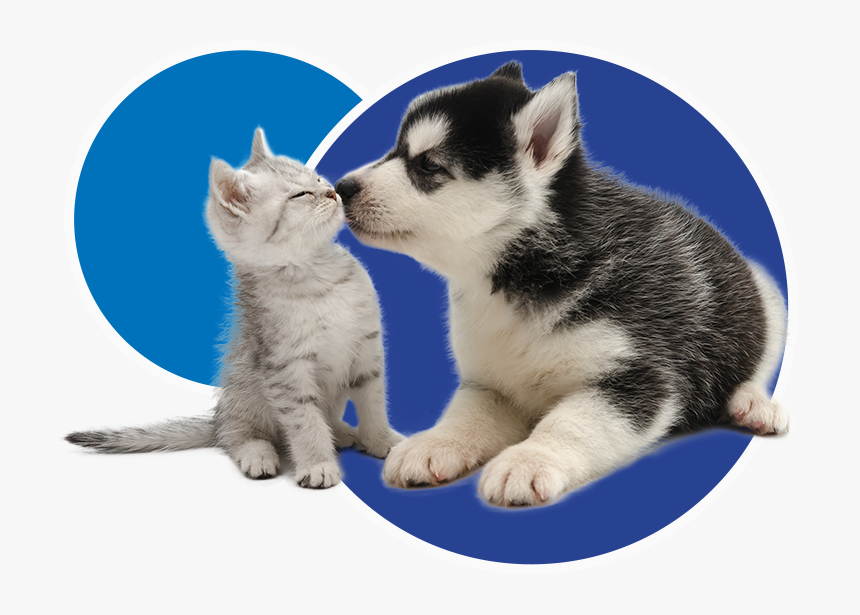 Cta And Dogs, HD Png Download, Free Download