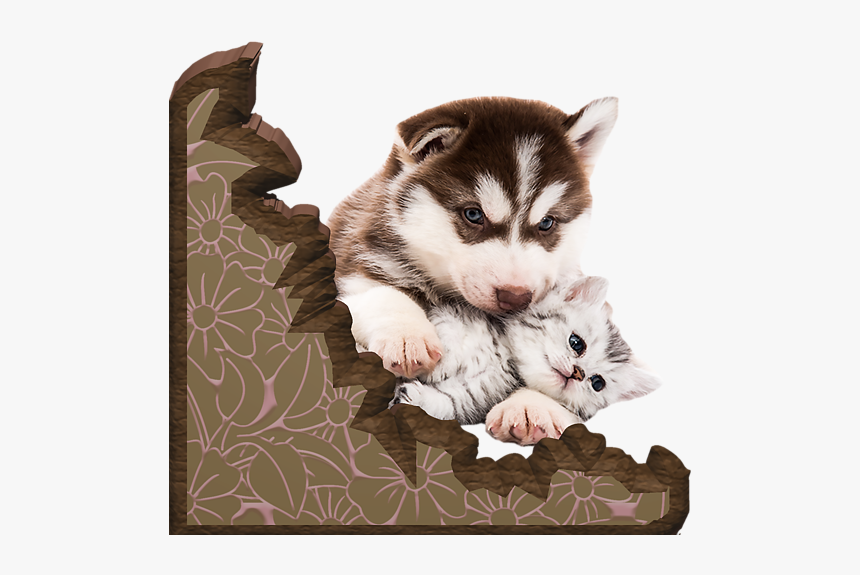 Adorable Puppies Cuddling Husky, HD Png Download, Free Download