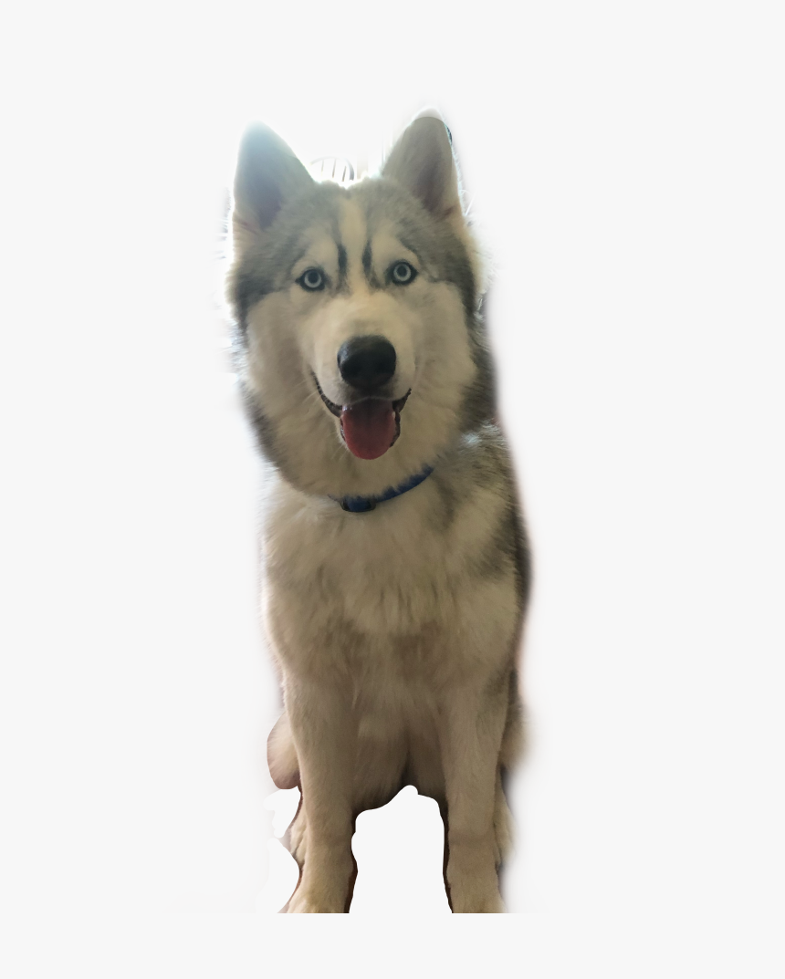 #husky #puppy #sven #freetoedit - Mackenzie River Husky, HD Png Download, Free Download