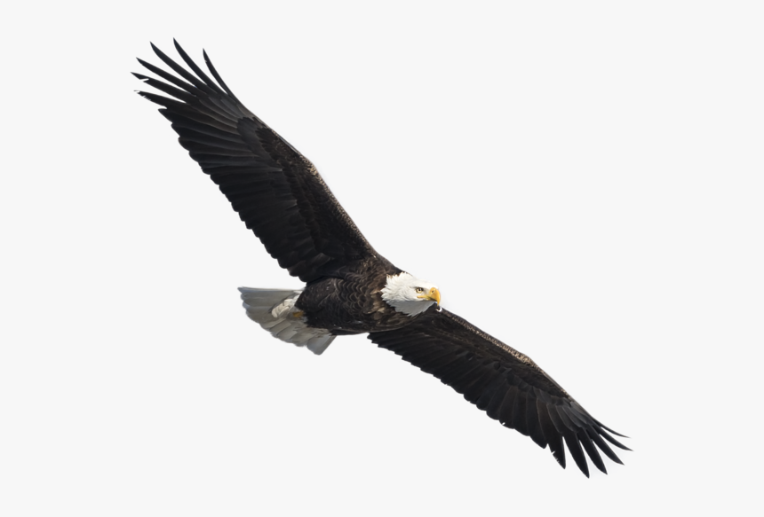 Bald Eagle, HD Png Download, Free Download