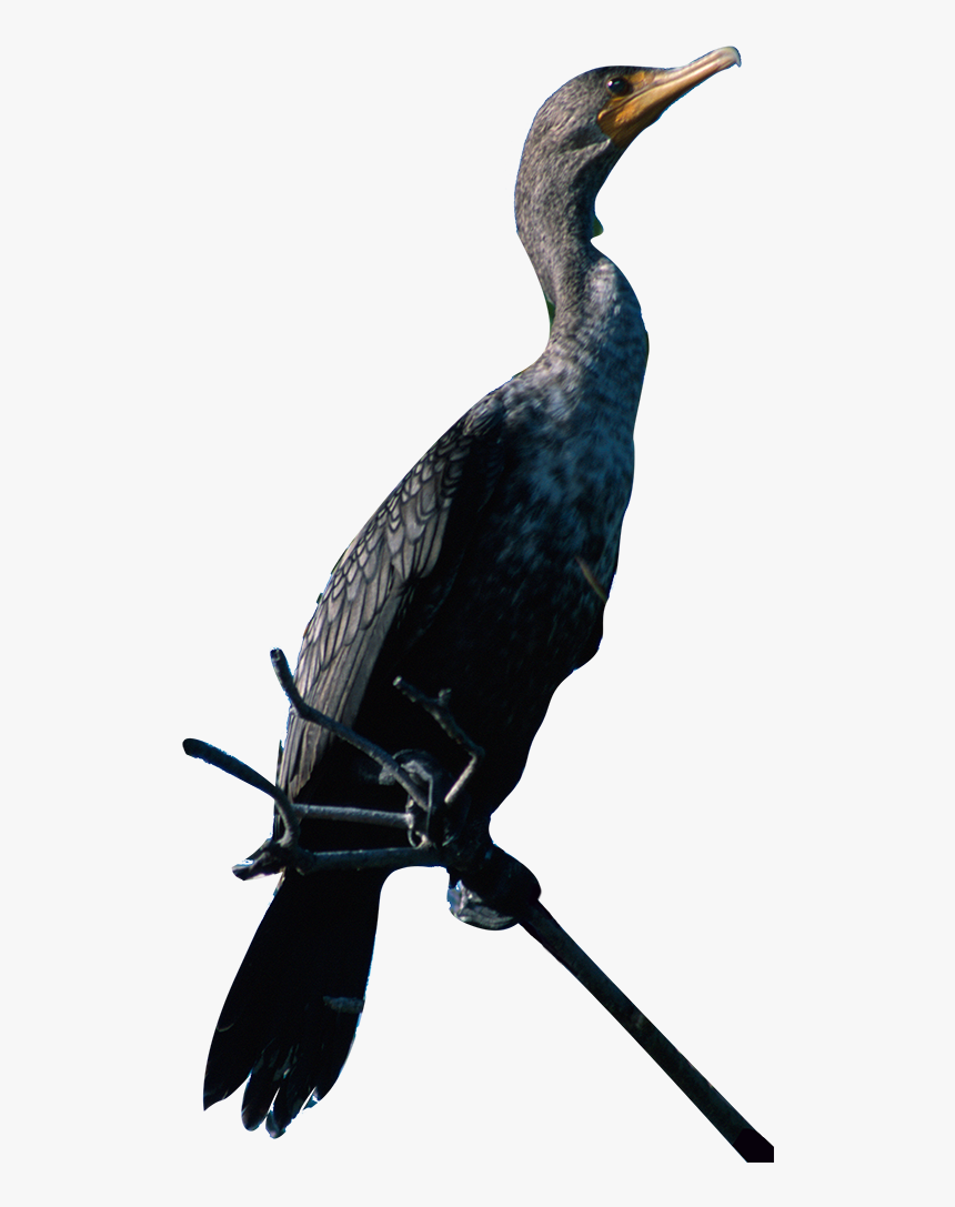 A Photo Of The Double Crested Cormorant Perched On - Cormorant Png, Transparent Png, Free Download