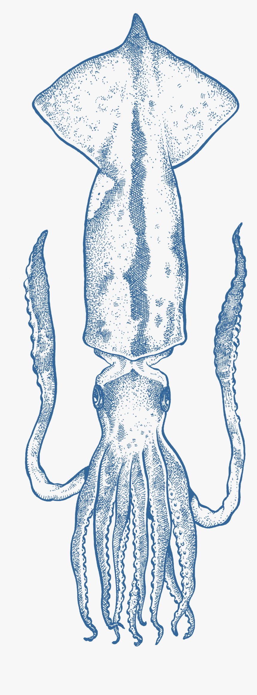 Sketch, HD Png Download, Free Download