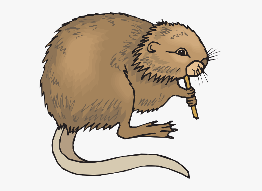 Nutria Clipart Png, Transparent Png, Free Download