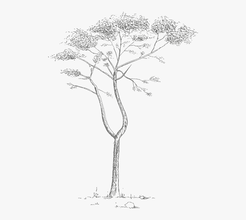 Pond Pine, HD Png Download, Free Download