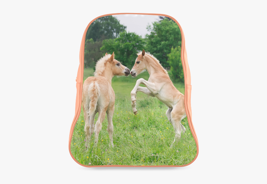 Haflinger Horses Cute Funny Pony Foals Playing Horse - Funny Foals Funny Pony, HD Png Download, Free Download