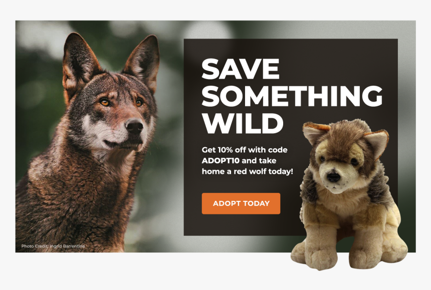 Adopt A Red Wolf - Save The Red Wolf, HD Png Download, Free Download
