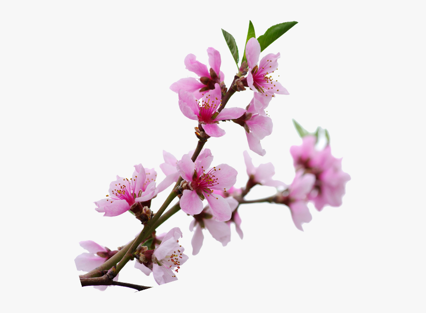 Transparent Sakura Branch Png - Cherry Blossom, Png Download, Free Download