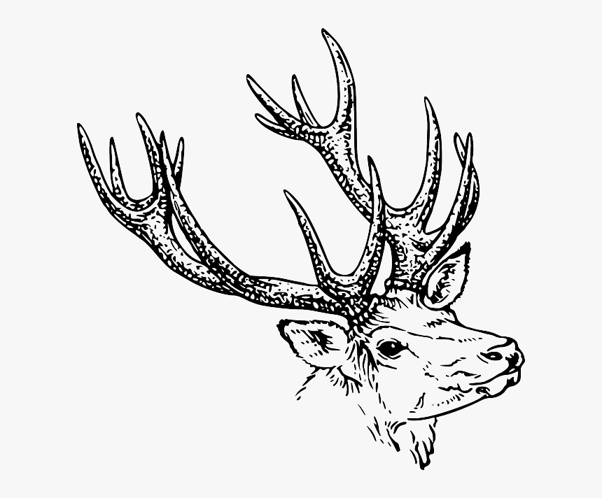 Bison, Head, Red, Sketch, Silhouette, Cartoon, Deer - Horn Black And White, HD Png Download, Free Download