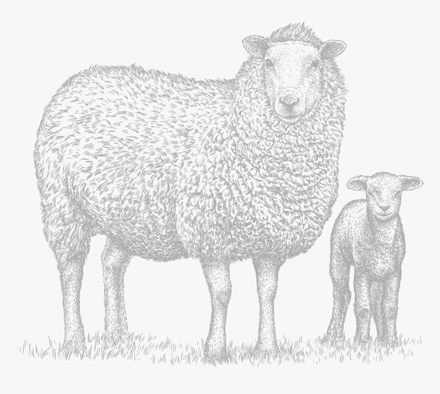 Baby Sheep Png, Transparent Png, Free Download