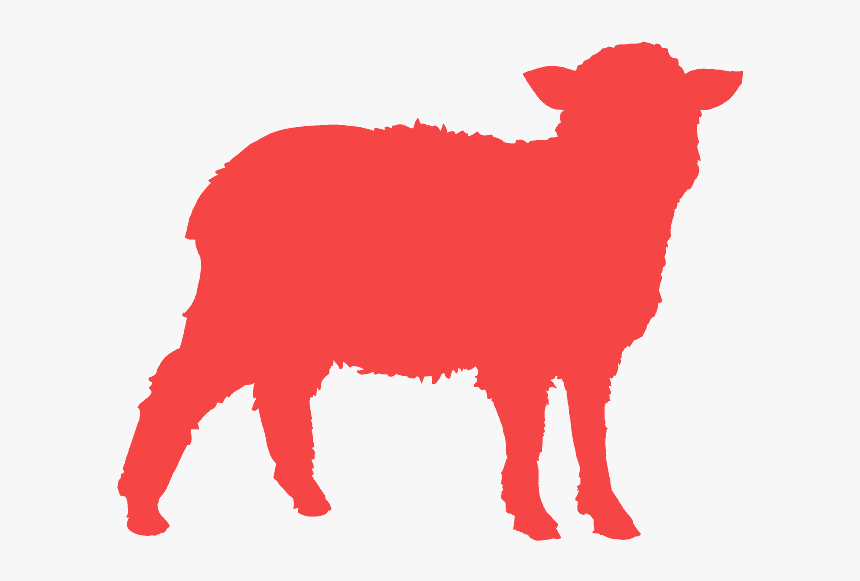 Sheep, HD Png Download, Free Download