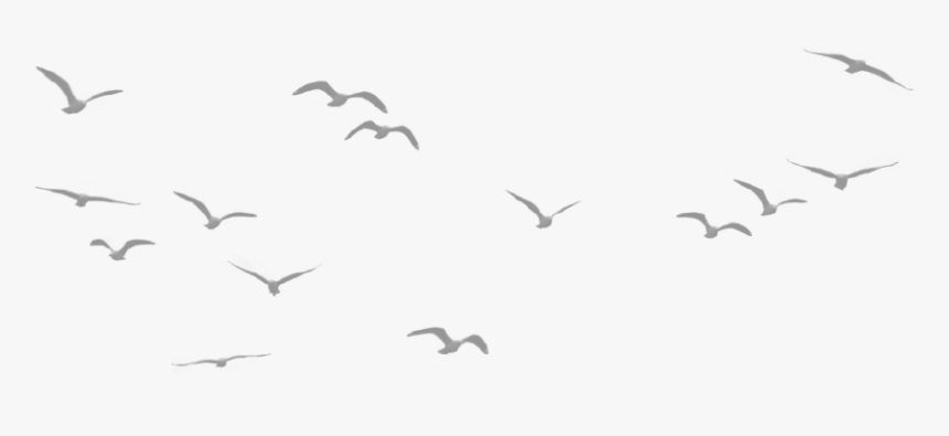 Flower Decoration - Birds Flying In The Sky Png, Transparent Png, Free Download