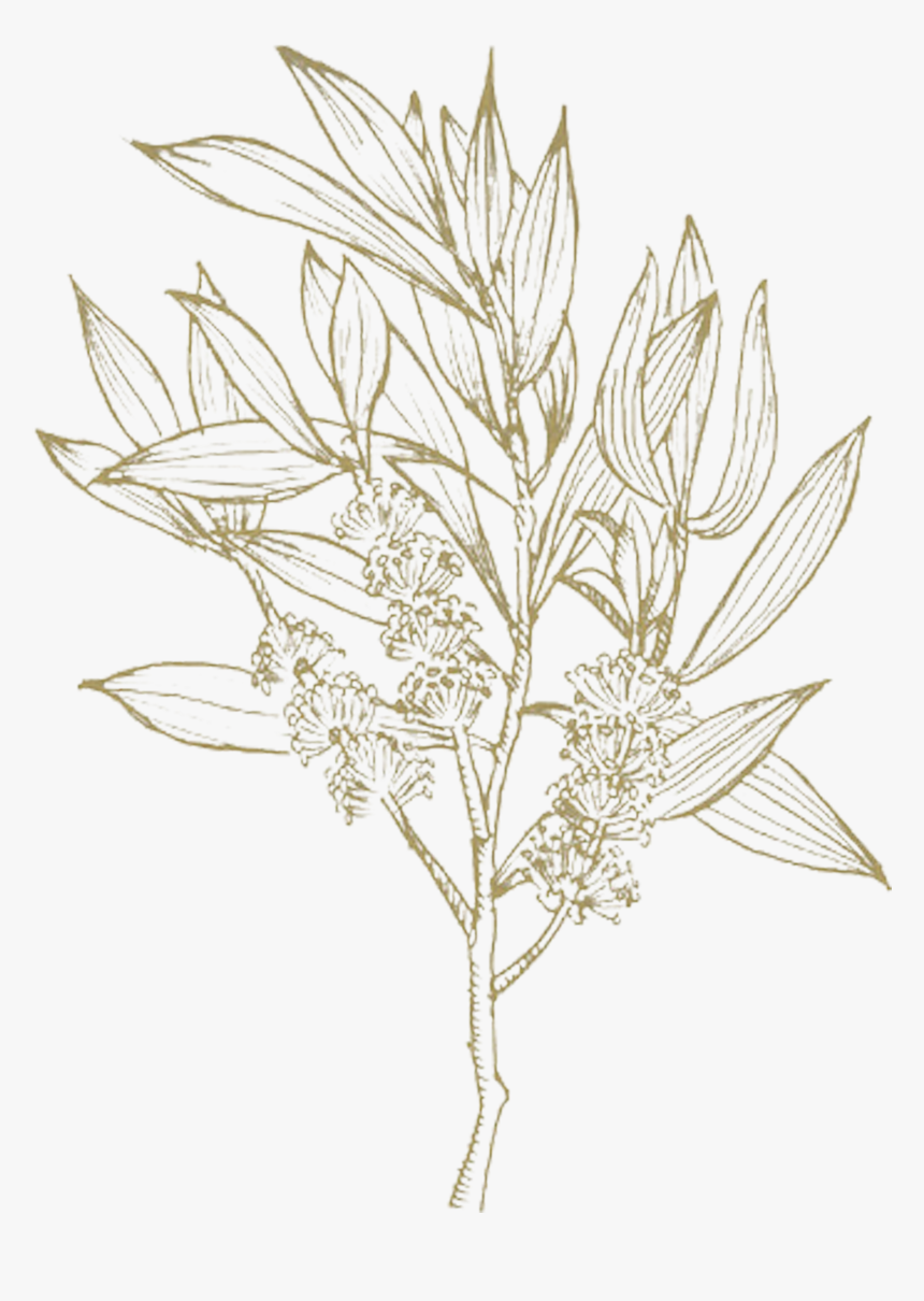 Drawing, HD Png Download, Free Download