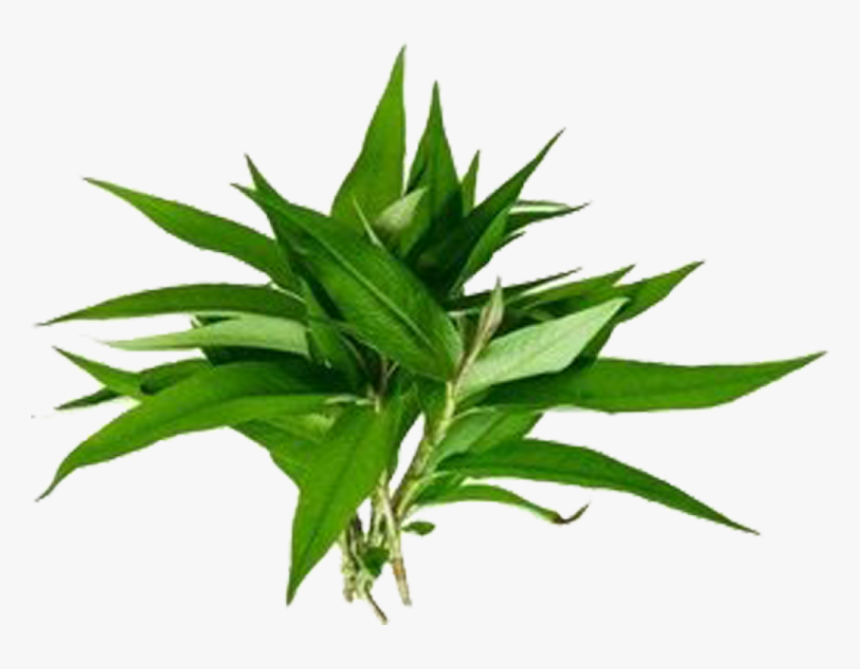 Vietnamese Coriander, HD Png Download, Free Download