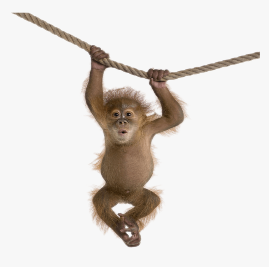 #mq #hanging #brown #monkey - Transparent Background Monkey Png, Png Download, Free Download