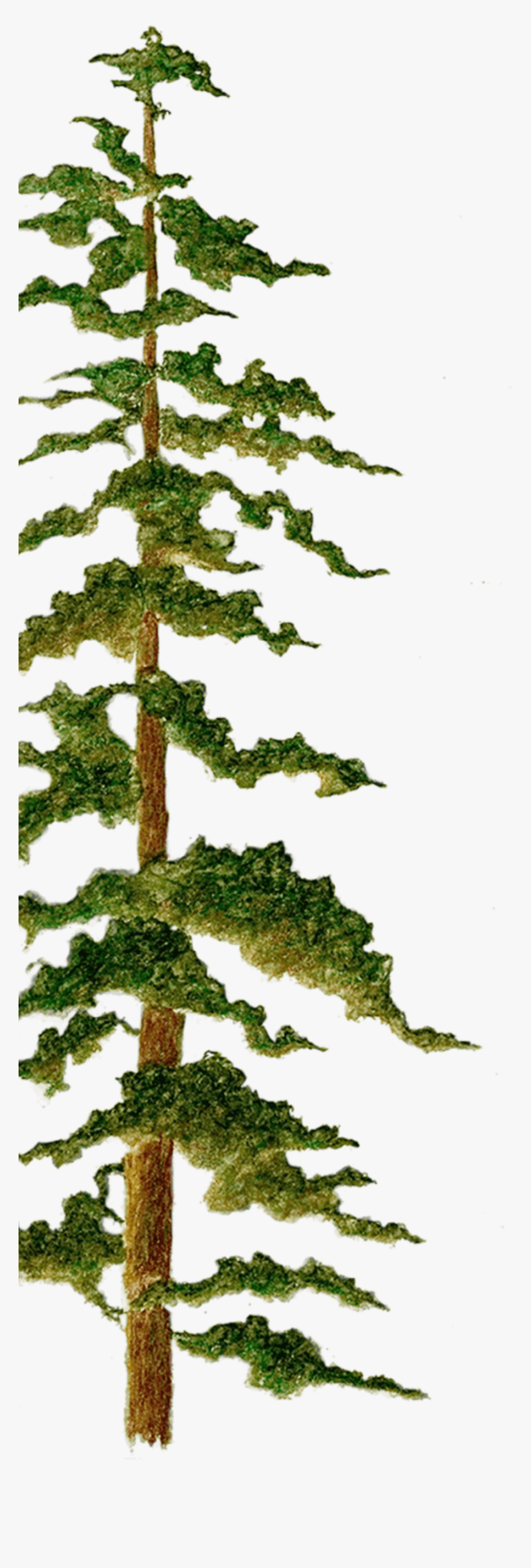 Tree - Canadian Fir, HD Png Download, Free Download