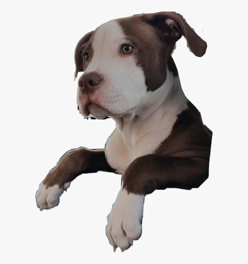 #pitbull #pupoy #dog #petsandanimals #hangingout #brown - American Pit Bull Terrier, HD Png Download, Free Download
