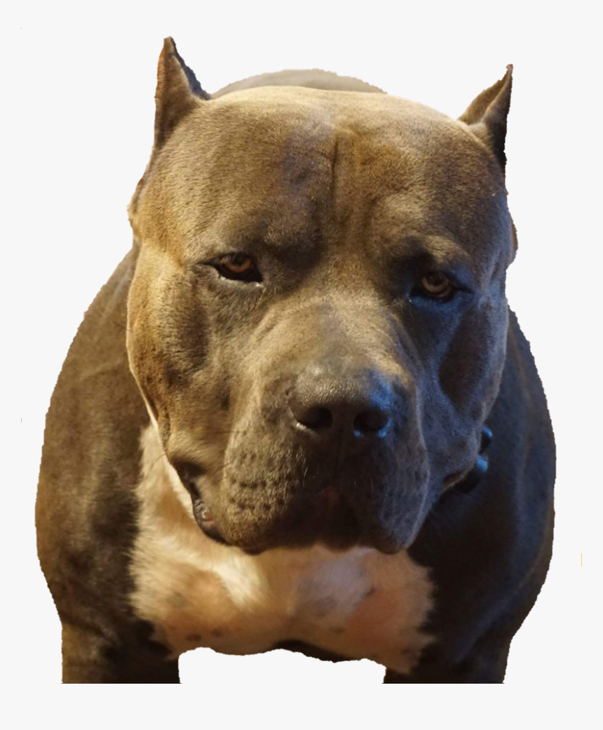 Big Mack Bully - Pit Bull, HD Png Download, Free Download