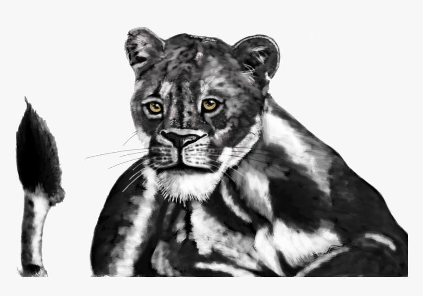 Lion Cub B/w - Lion, HD Png Download, Free Download