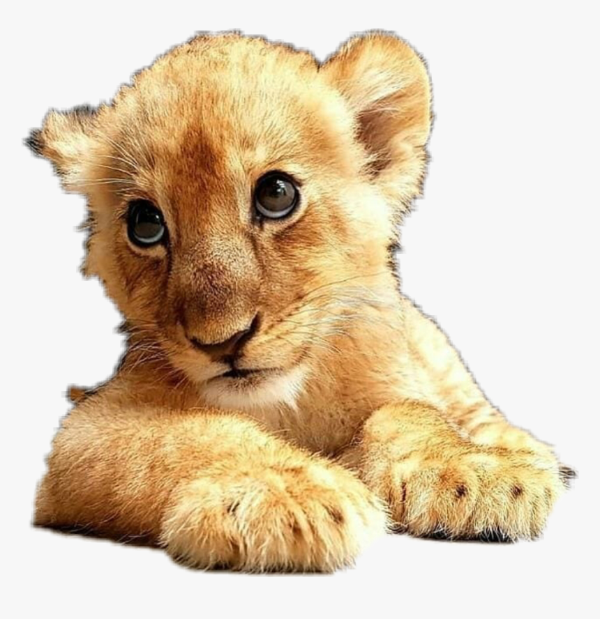 #freetoedit #lion#cub - Cute Eyes Meme, HD Png Download, Free Download