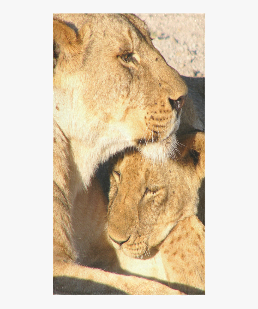 Lion And Cub Love Bath Towel 30"x56" - Masai Lion, HD Png Download, Free Download